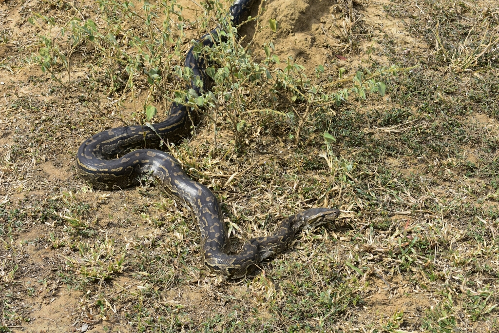 Southern African Rock Python