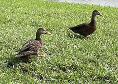 Anas platyrhynchos × fulvigula