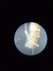 Glycaspis brimblecombei