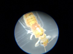 Glycaspis brimblecombei