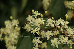 Clematis peterae lishanensis