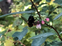 Tachininae