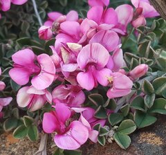 Indigofera hantamensis