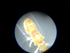 Glycaspis brimblecombei
