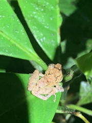 Pristimantis mallii