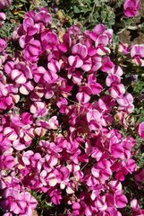 Indigofera hantamensis