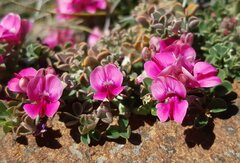 Indigofera hantamensis