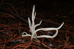 Clavariaceae