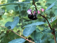 Tachininae