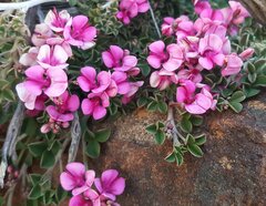 Indigofera hantamensis