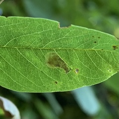 Chrysaster ostensackenella