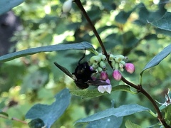 Tachininae
