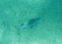 Scarus psittacus