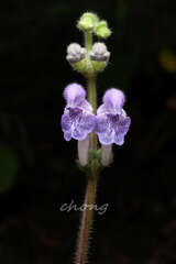 Scutellaria