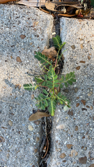 Phyllanthus urinaria