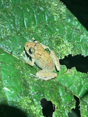 Pristimantis incomptus