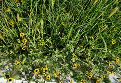 Sanvitalia procumbens