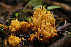 Clavariaceae