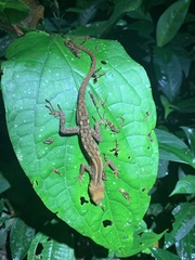 Gelanesaurus flavogularis