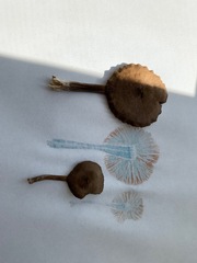 Entoloma