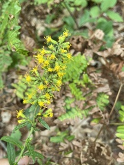 Solidago nemoralis