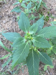 Euphorbia davidii
