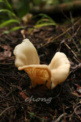Singerocybe