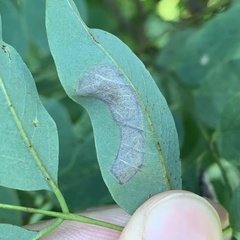 Chrysaster ostensackenella