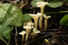 Singerocybe
