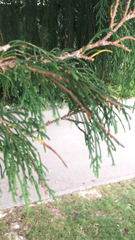 Cupressus nootkatensis