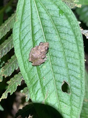 Pristimantis diadematus