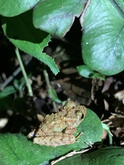 Pristimantis rubicundus