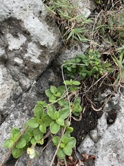 Gynura divaricata
