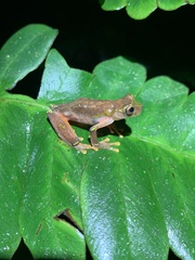 Dendropsophus sarayacuensis