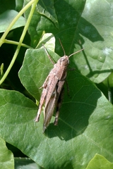 Aiolopus strepens