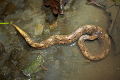 Trachyboa boulengeri
