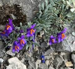 Linaria alpina