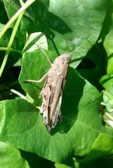 Aiolopus strepens
