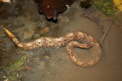 Trachyboa boulengeri