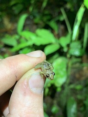 Pristimantis altamnis