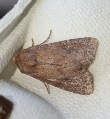 Apamea lateritia