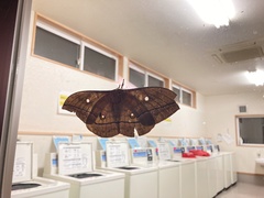 Antheraea yamamai yamamai