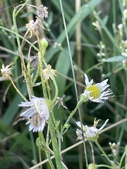 Erigeron