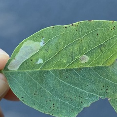 Chrysaster ostensackenella