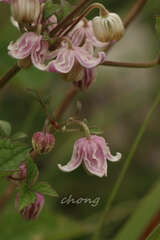 Clematis ranunculoides
