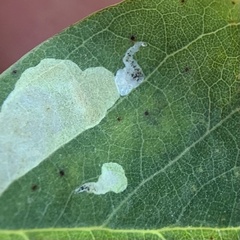 Chrysaster ostensackenella