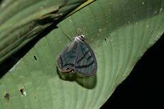 Dulcedo polita