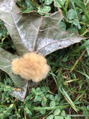 Callirhytis infuscata