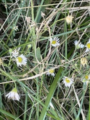Erigeron