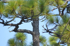 Dryobates borealis